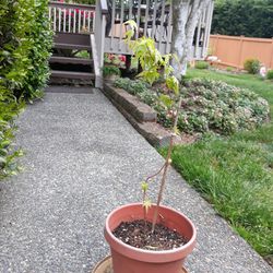 Maple. Tree Plant 