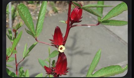 Roselle (plant )