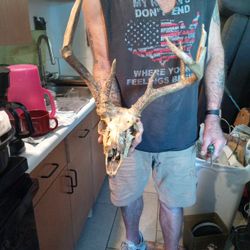 Unique Deer Skull , With Deformity 