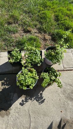 Oregano (culinary)