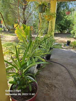 Plants 🪴 Hermosas