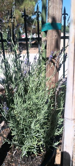 Lavender plants 🪻