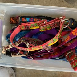 Different Variety Of Dog Collars 