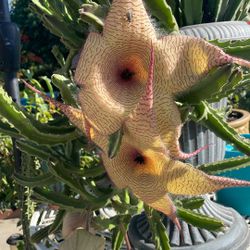 Una Planta De.  De.  Estapelia   está grande en una maceta.