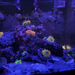 Saltwater Tank JBJ 45