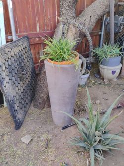 Plants Pots Set Of 2