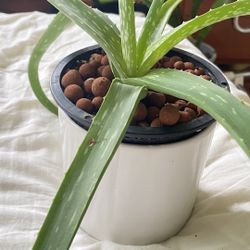 Plant Aloe Vera 