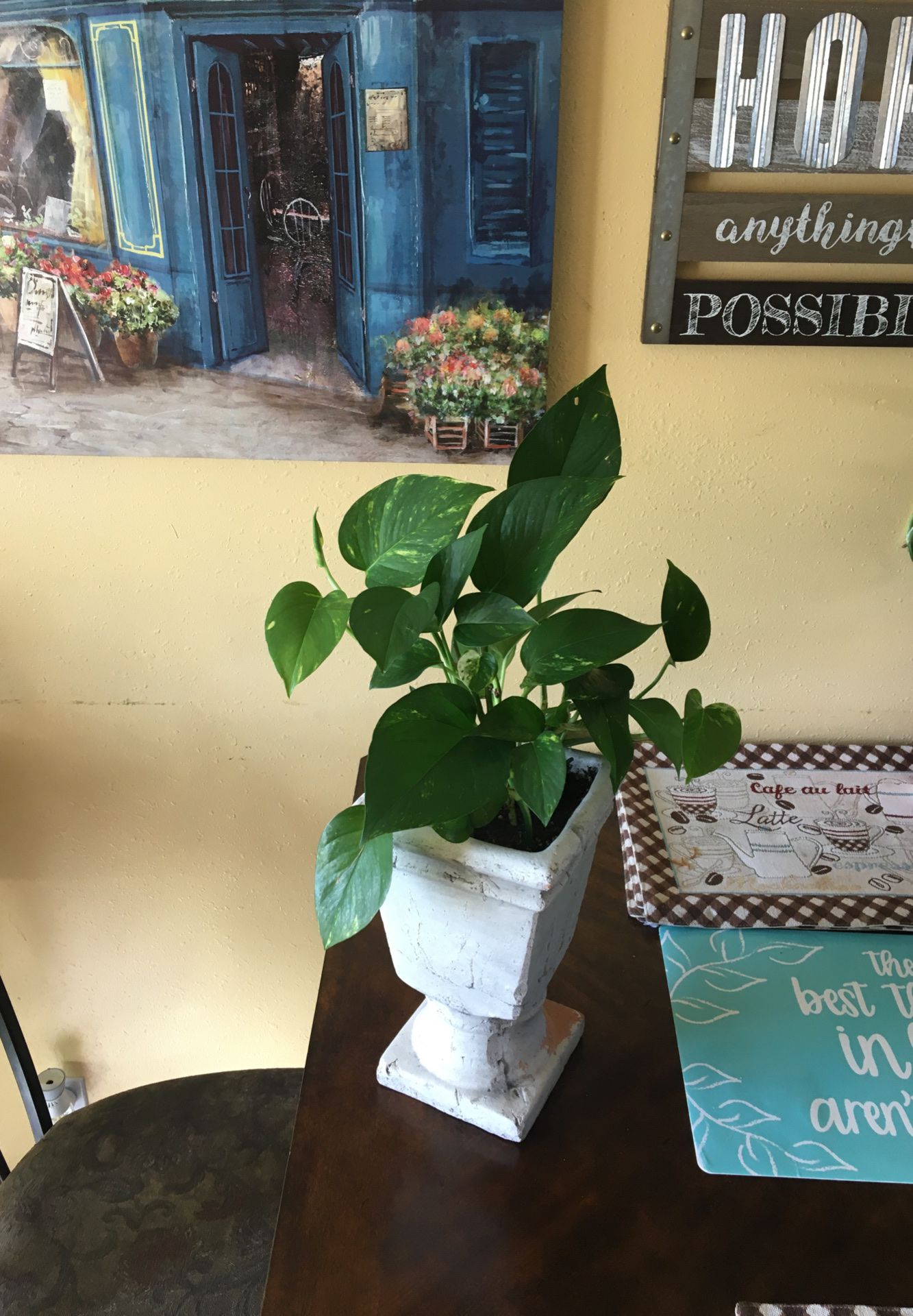 Beautiful Indoor Plant with an Antique Pot.