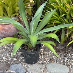 AGAVE PLANTS WITH PLASTIC POT FOR SALE