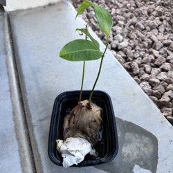 2 mango tree - $13