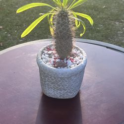 Very Healthy Madagascar Palm Tree In Nice Vase 