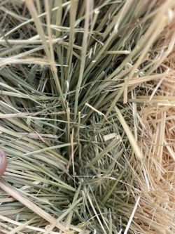 One Bale Of Grass Hay good for Horse, cow goat, or sheep