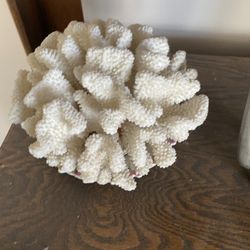Large White Coral