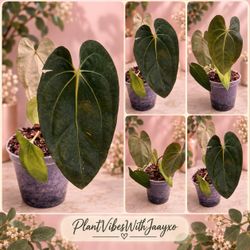 Anthurium Papi x Carla Plant - 5inch