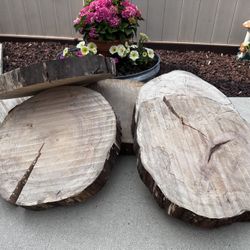 Maple wood slices 2-3” thick, 19” across, 10 available