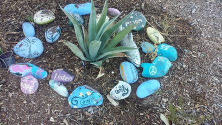 Arizona-Grown Agave Pups – 10" & 20" Sizes