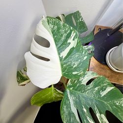 Monstera Albo Multiple Cuttings