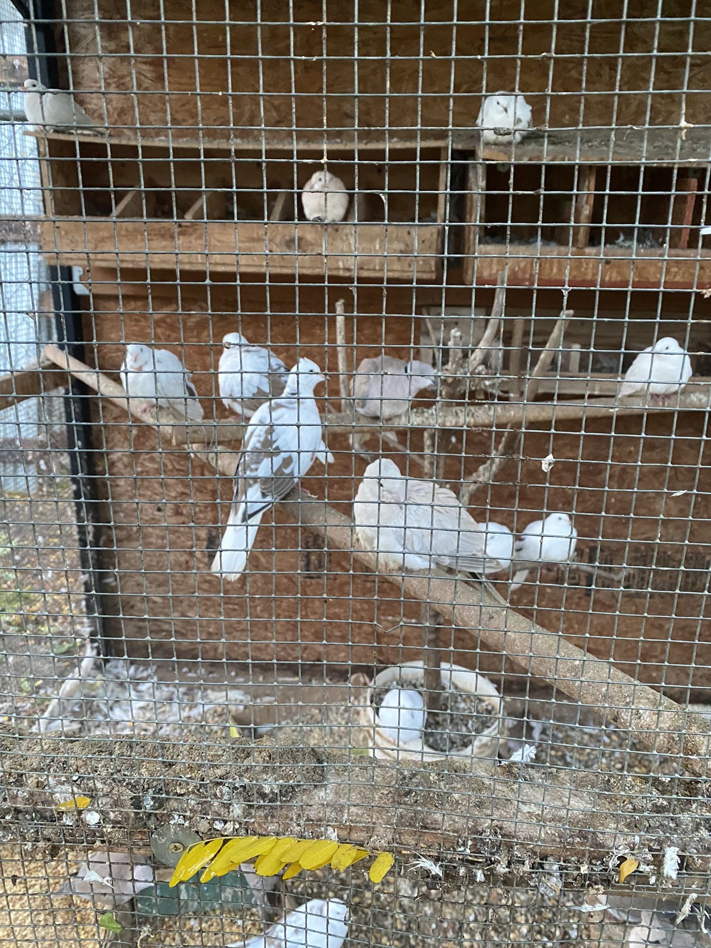 Bird Cage 
