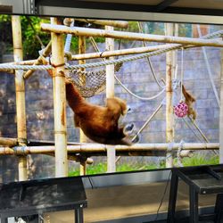 SAMSUNG 85” Q7F QLED SMART TV 4K HDR FANTASTIC PICTURE QUALITY GUARANTEED NEW OPEN BOX WITH ALL THE ACCESSORIES WITH GUARANTEE ✅💯▶️📺