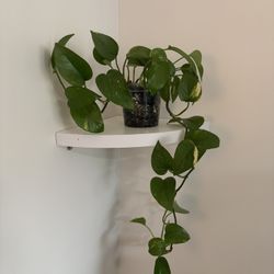 Marble Pothos (3in Pot)