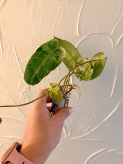 Philodendron Paraíso Verde plant 🪴 cuttings