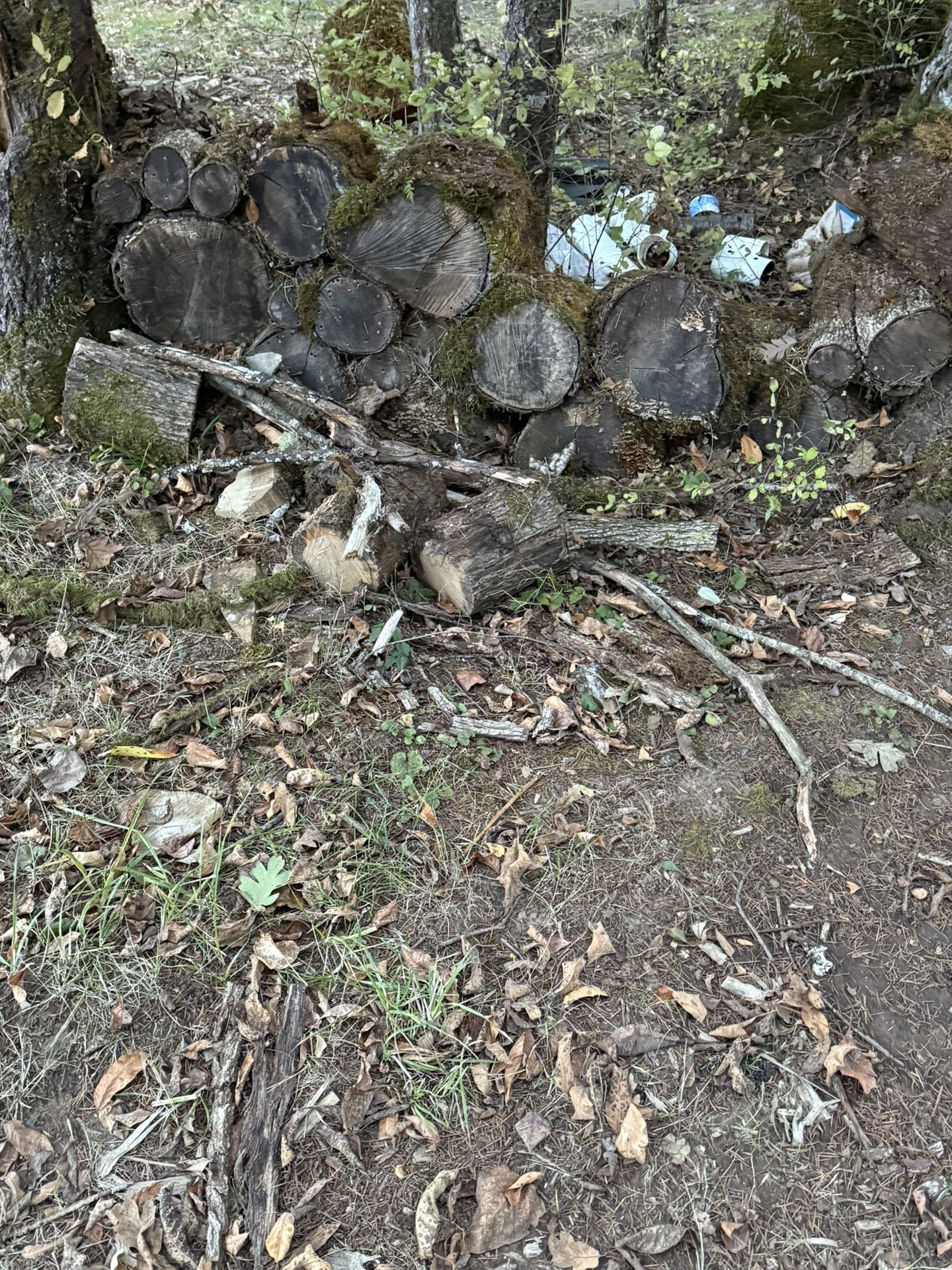 Free Firewood, Wood Rounds, Telephone Poles