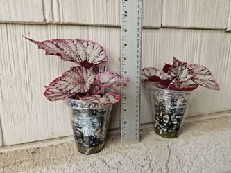 Begonia Rex Silver White/Silver Splash Plants