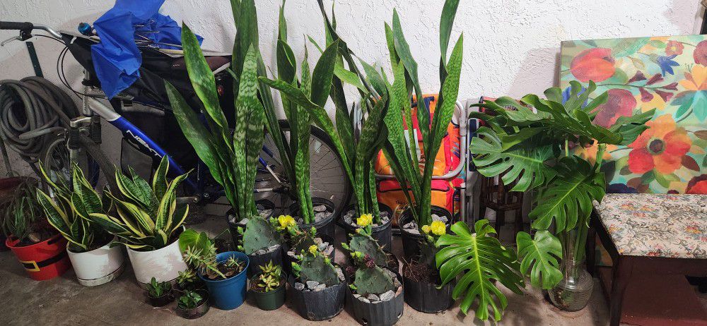 Plants Bundle.  $199 For All. Indoors Plants.  Outdoor Plants.  Cactus.  Succulents 