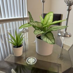 Fake Plants 