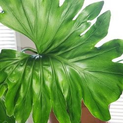 2 Plants Hand Plants