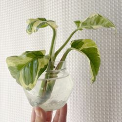Pothos ‘White Queen’ — rooted water prop in jam jar