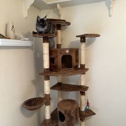 Large Cat tree
