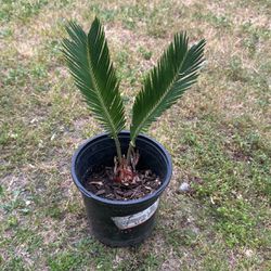 Sago Palm Plant 
