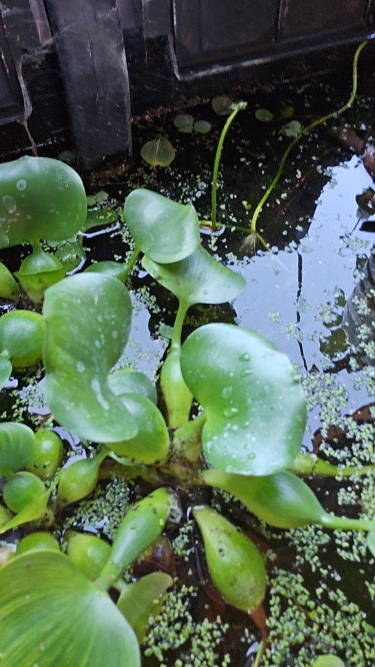 Fish Tank Plants