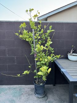 Lima dulce Mexicana tree