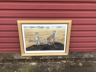 Cheetahs portrait