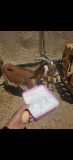 Leche 500