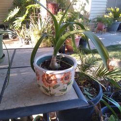 Pregnant Onion Plant $8