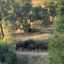 Arriendo Caballos/ Horse Trainer