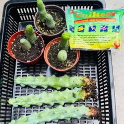 $110 All 6 Cactus Free Shipping 