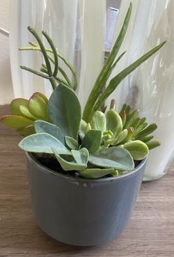 6 different kind of succulents, great for gift, party centerpieces. Or to take care of...low maintenance, pick up only, message me when ur ready to