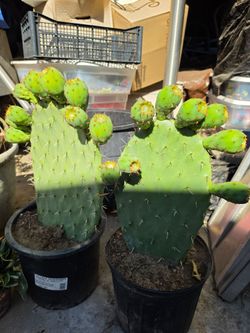 2 plantas  disponibles