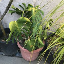 Plants & Succulents