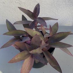 Tradescantia Purple Heart