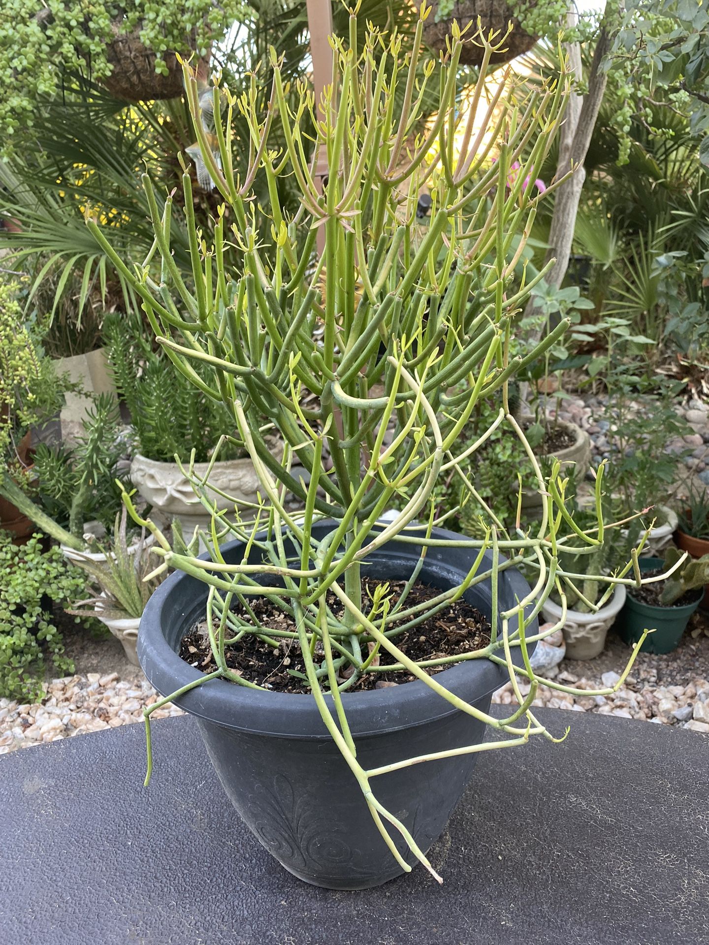Pencil Cactus Or Euphoria Tirucalli Fire sticks