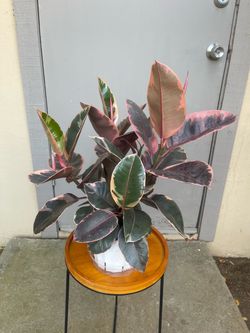 Ficus Elastica Ruby Rubber Tree House Plant 6” Pot