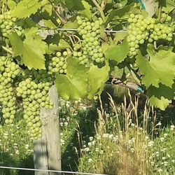Grape Plants