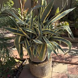 Maguey Potted Plant
