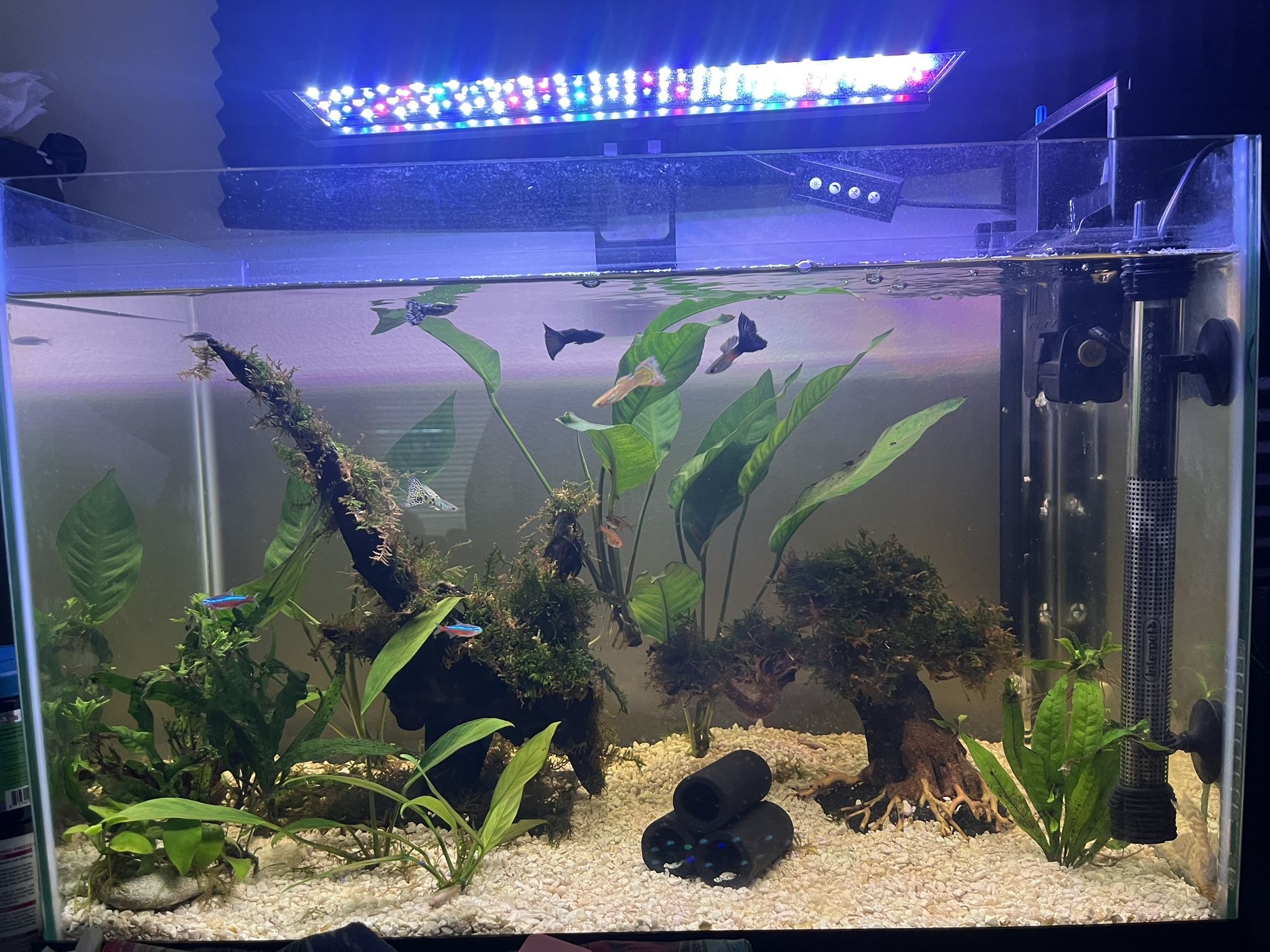 20G Fish Tank