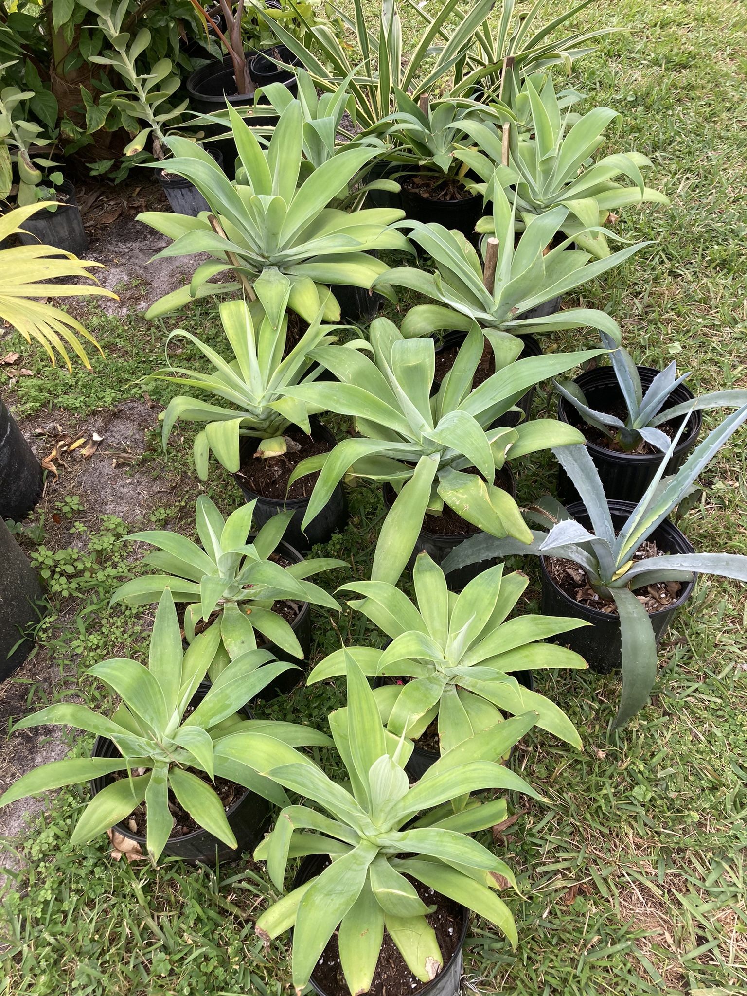 Bottle Palm Blue Agave Mango And More 25